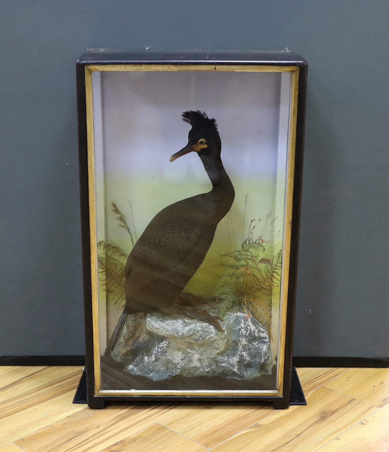 A cased taxidermic Common Shag, case 77cm high